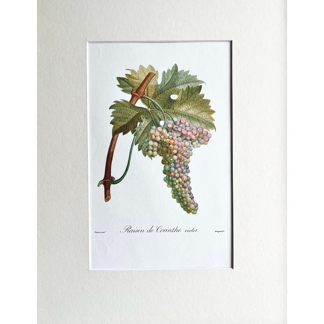 A Beautiful Botanical Fruit print of Rasins de Corinthe a by Turpin. A Lithograph. Overview Turpin fruit prints are...