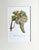 A Beautiful Botanical Fruit print of Rasins de Corinthe a by Turpin. A Lithograph. Overview Turpin fruit prints are...