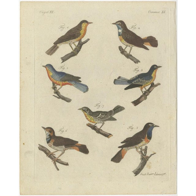 Bertuch, Seven Robins, Bluethroats and Yellowthroats, 1796, Engraving For Sale - Image 10 of 10