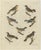 Bertuch, Seven Robins, Bluethroats and Yellowthroats, 1796, Engraving For Sale - Image 10 of 10