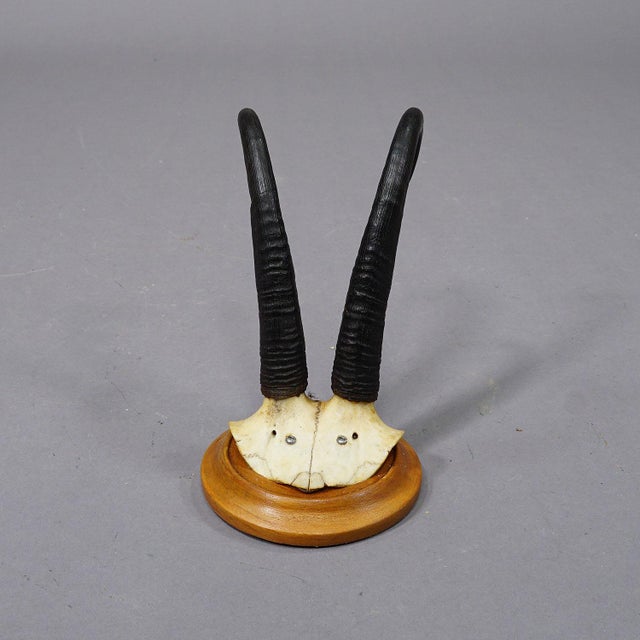 Set of Six Chamois Trophies on Turned Plaques Germany Ca. 1920s For Sale - Image 6 of 7