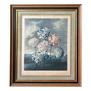 Robert John Thornton, A Group of Carnations, Hand-Coloured Engraving, Early 19th Century For Sale