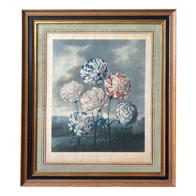 Robert John Thornton, A Group of Carnations, Hand-Coloured Engraving, Early 19th Century For Sale