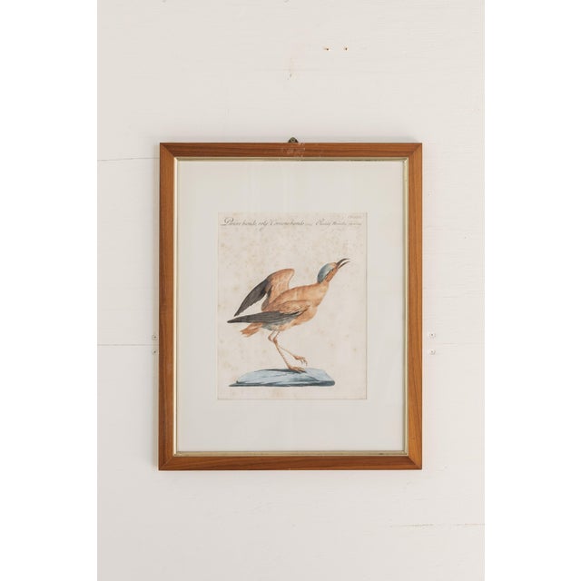 Italian 18th Century Hand Colored Bird Engravings From Italy - Set of 9 For Sale - Image 3 of 12