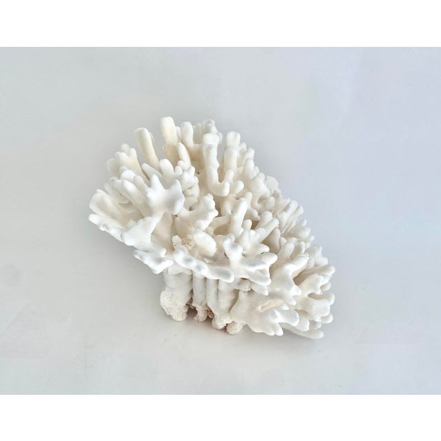 White Extraordinary Natural Pacific Elkhorn Coral Specimen For Sale - Image 8 of 9