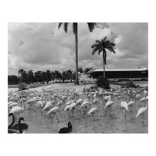 1972 Miami Flamingos Black & White Photograph For Sale