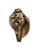 Hand-Carved Shakyamuni Buddha Conch Shell For Sale - Image 4 of 6