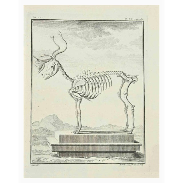 The Skeleton is an etching realized by Juste Madeline Rousselet in 1771. It belongs to the suite "Histoire Naturelle de...