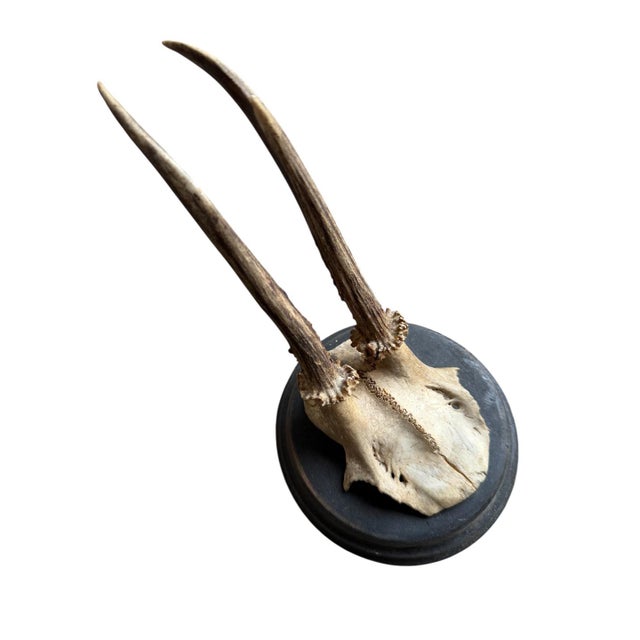 Roe Deer Trophy mounted on a round wood plaque.