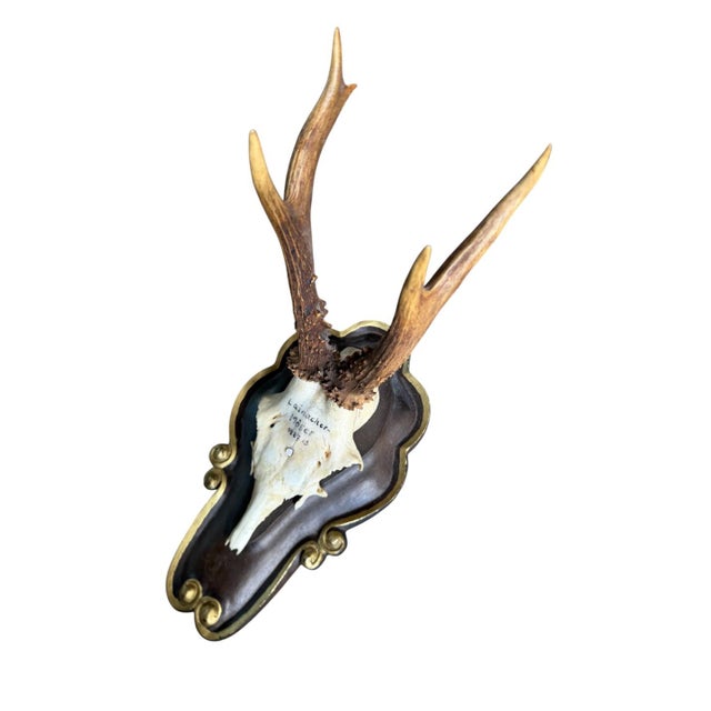Roe Deer Trophy Ds26 Black Foret Antlers Mount For Sale - Image 4 of 5