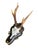 Roe Deer Trophy Ds26 Black Foret Antlers Mount For Sale - Image 4 of 5