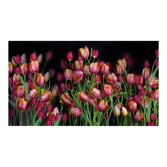 Juan Fortest Tulips Photograph Art - Florescence VII For Sale