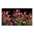 Juan Fortest Tulips Photograph Art - Florescence VII For Sale