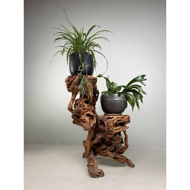 Brown Large Japanese Burl Root Wood Plant Stand, 1920s For Sale - Image 8 of 18