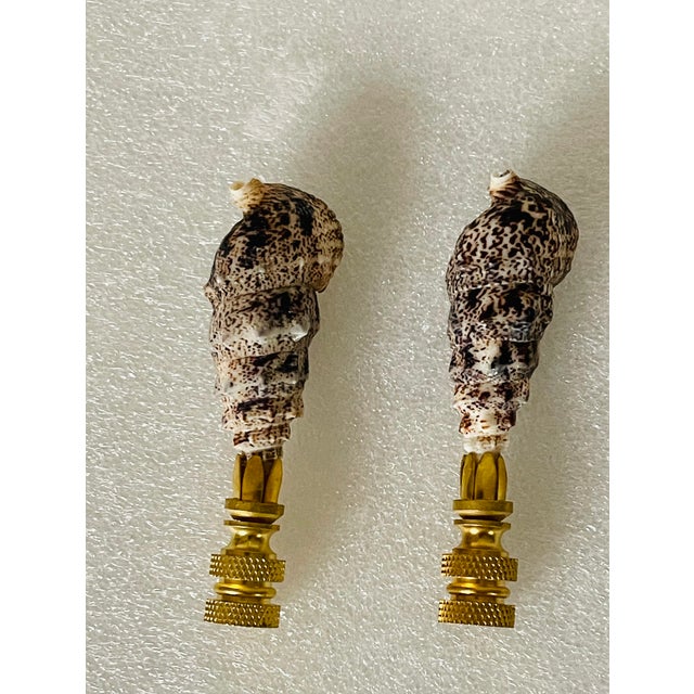 Organic modern pair of coastal sea shells lamp finials.