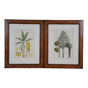 2 French Pierre Buchoz Nipa Palm Banana Tree Exotic Botanical Engravings 22"
