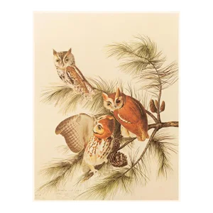 1966 Vintage Cottage Print "Mottled Owl" After John James Audubon