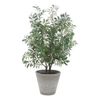 Marisol Potted Olive Plant For Sale