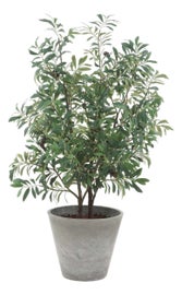Example of Coastal Greenery