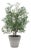Marisol Potted Olive Plant For Sale