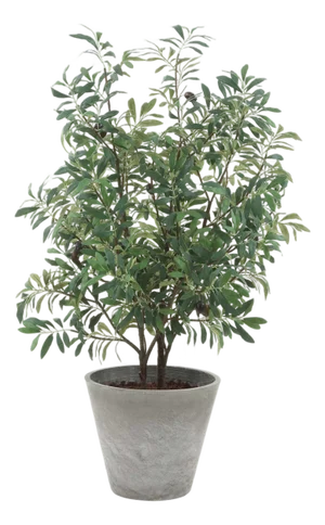 Marisol Potted Olive Plant