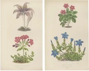 Arctic Bramble and Spring Gentian, 1874, Paper, Set of 2