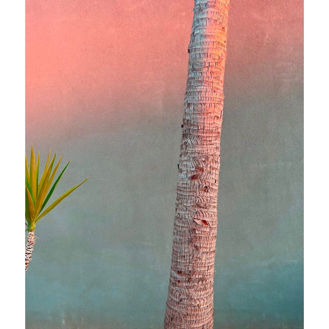 Pink Evening Yucca and Palm by Stuart Möller Archival Pigment Print signed and numbered by the artist. Born in Kabul, part...