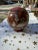 Brown Large 1970s Spherical Hand Painted Vase For Sale - Image 8 of 9