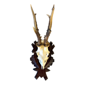 Vintage German Roe Deer Antlers