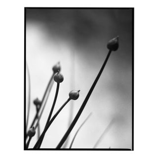 Paul Cooklin, Chives, Edition of 50 For Sale