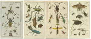 Captivating Natural History Prints: Insects, Life Cycles and Details, 1832, Print, Set of 3