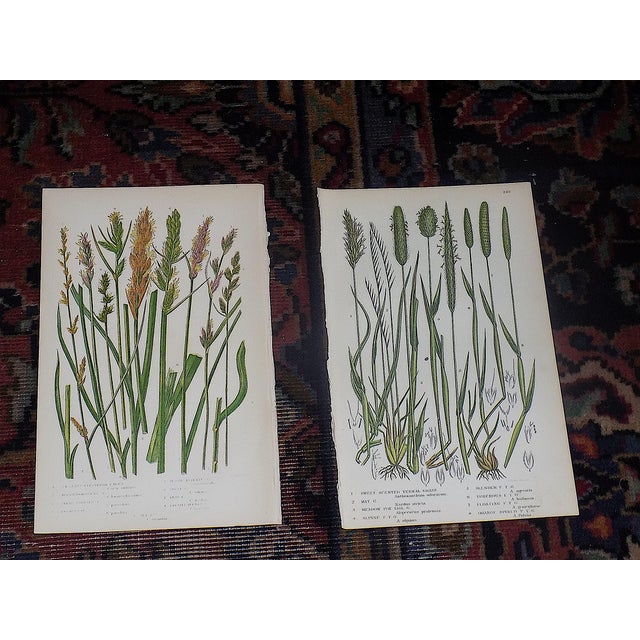 Realism Antique 19th Century Botanical Lithographs - Set of 12 For Sale - Image 3 of 9