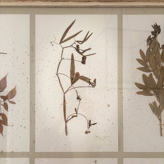 Sky Blue Large 19th Century French Mounted Botanical Herbiers For Sale - Image 8 of 16