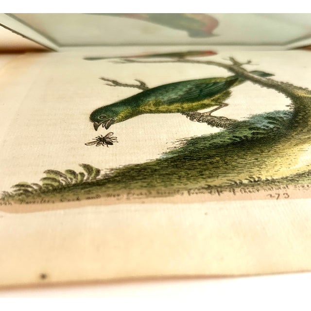 Antique White Set of 4 Framed 18th Century George Edward’s Hand Colored Bird Prints For Sale - Image 8 of 11