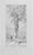 The Big Tree is an artwork realized by Carlo Ferrari (1861-1950) in 1899. Pencil drawing, dated and signed by the artist...