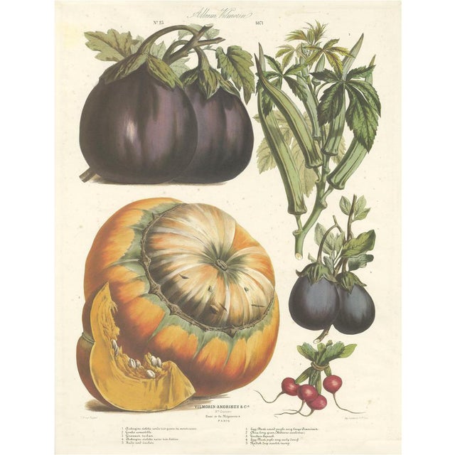 Faguet, Illustration of Eggplant, Okra, Squash and Radish, 1871, Print For Sale