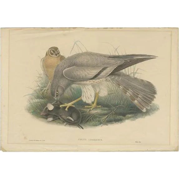 Gould, Ash-Colored Harrier, 1870, Paper For Sale
