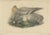 Gould, Ash-Colored Harrier, 1870, Paper For Sale