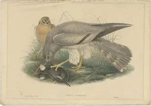 Gould, Ash-Colored Harrier, 1870, Paper