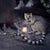 Moonlight's Tale by Marcin and Kate Owczarek | Digital Art of anthropomorphized cats in a moonlit scene For Sale - Image 4 of 5