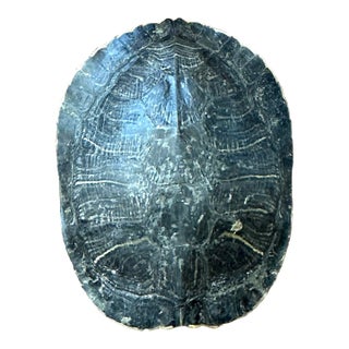 Vintage Boho Turtle Shell For Sale