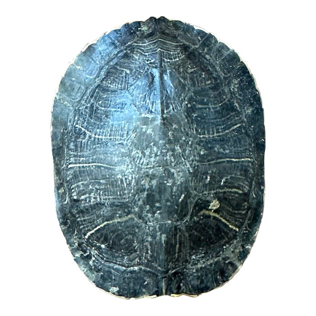 Vintage Boho Turtle Shell For Sale