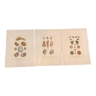 Set of Three 19th Century French Hand Colored Mollusk Engravings Dictionnaire Universel D’Histoire Naturelle For Sale