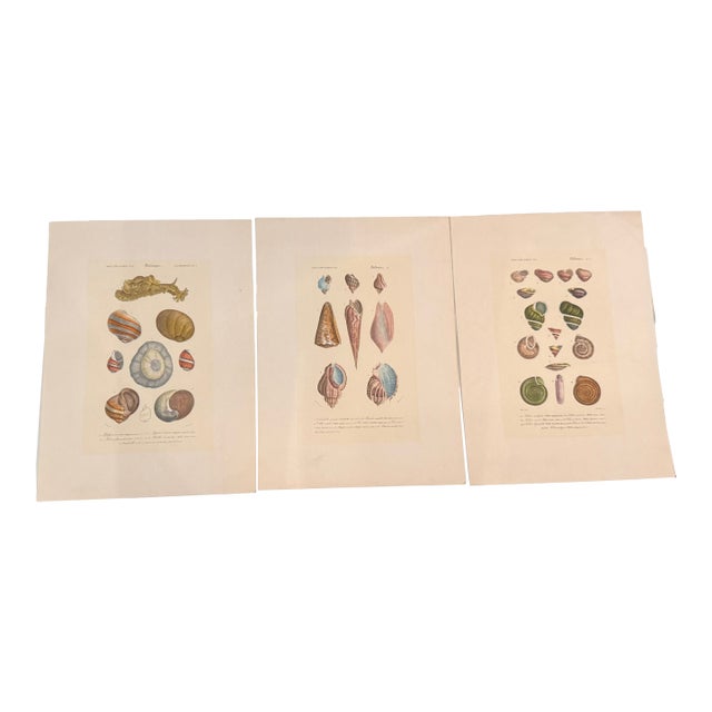 Set of Three 19th Century French Hand Colored Mollusk Engravings Dictionnaire Universel D’Histoire Naturelle For Sale