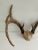 Farmhouse Vintage White Tail Deer Antlers--6 Point For Sale - Image 3 of 4