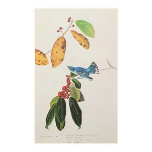 1966 Vintage Cottage Print "Azure Warbler & Berries" After John James Audubon