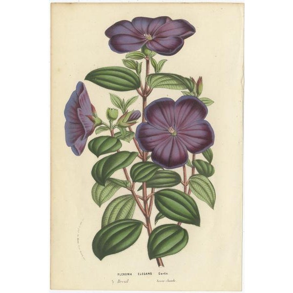 Louis van Houtte, Chocolate Lily, Gladiolus, Tibouchina Elegans, 1857, Prints, Set of 3 For Sale - Image 4 of 5