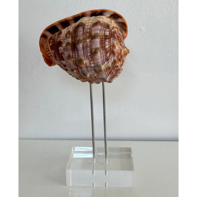 Bullmouth Conch Shell Specimen on Lucite For Sale - Image 4 of 6