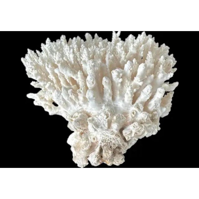 Shell Natural White Coral Reef Specimen #8 For Sale - Image 7 of 9
