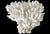 Shell Natural White Coral Reef Specimen #8 For Sale - Image 7 of 9